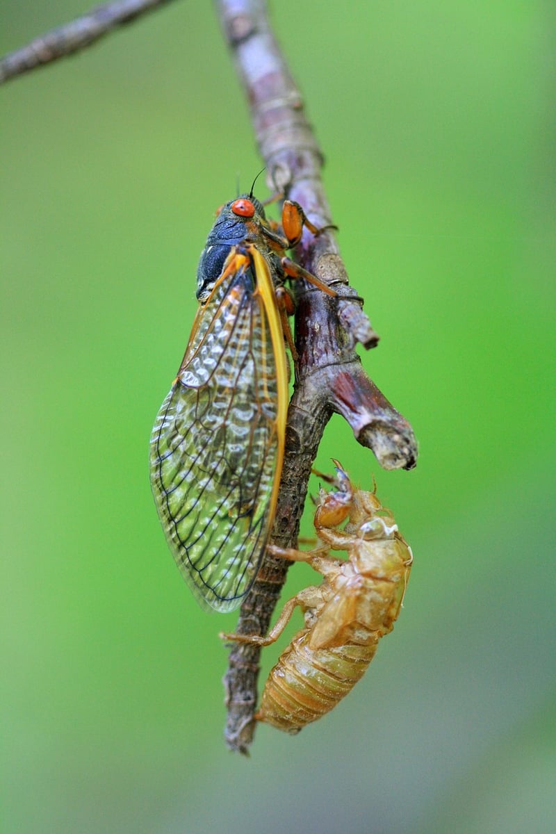 Cicada 3301
